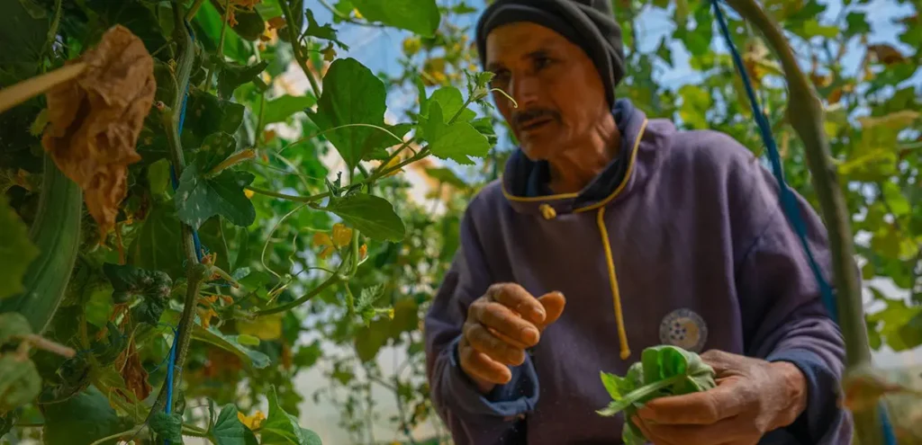 Image: Ali from Kebili, Tunisia now grows healthy crops thanks to the new pesticides and plastic covers provided by Islamic Relief.